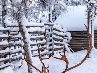 Traditional Lapland Reindeer Safari